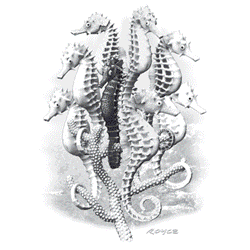 SEAHORSES 14807SA2.gif